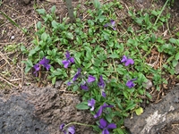 Nuova_Gussonea - Viola_aetnensis_20110529 146.jpg